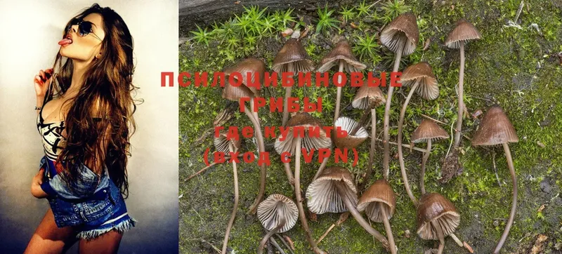 Псилоцибиновые грибы Psilocybe  Кореновск 